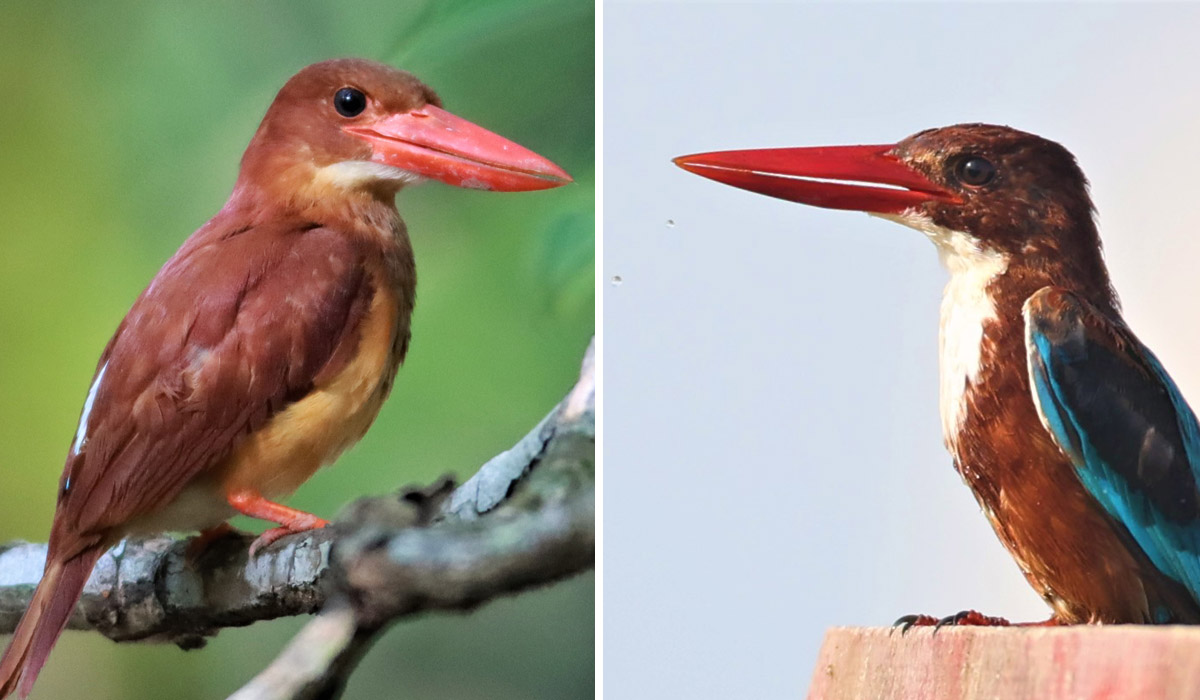 A Ruddy Kingfisher, at left, with a White-throated Kingfisher, at right. All photos: Coke Smith
