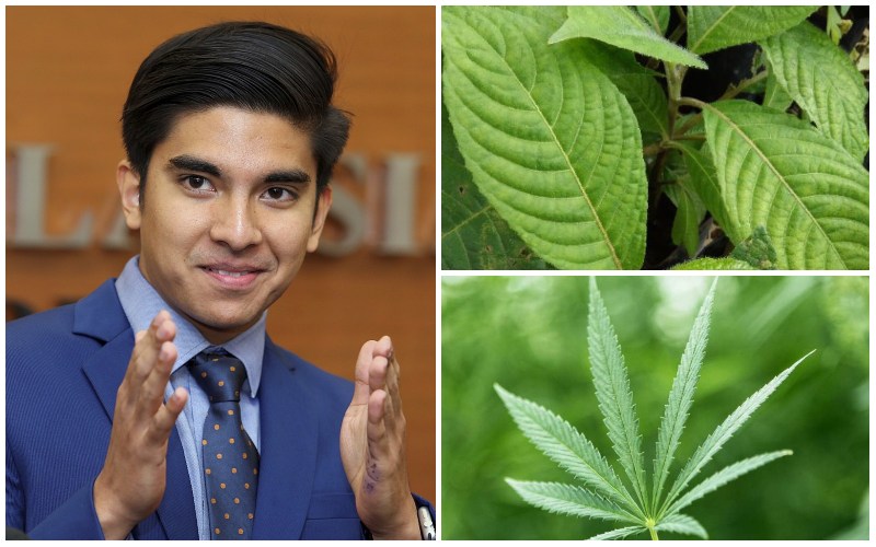 Syed Saddiq, at left, ketum leaves (top right) and marijuana leaf (bottom right). Photos: RemajaMY, Medical News Today