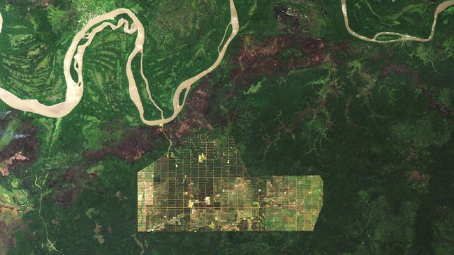 An aerial shot showing the impact of deforestation in Papua. Photo: Nasa Earth Observatory