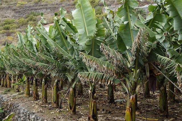 Stock photo of banana trees. Photo: Pixabay