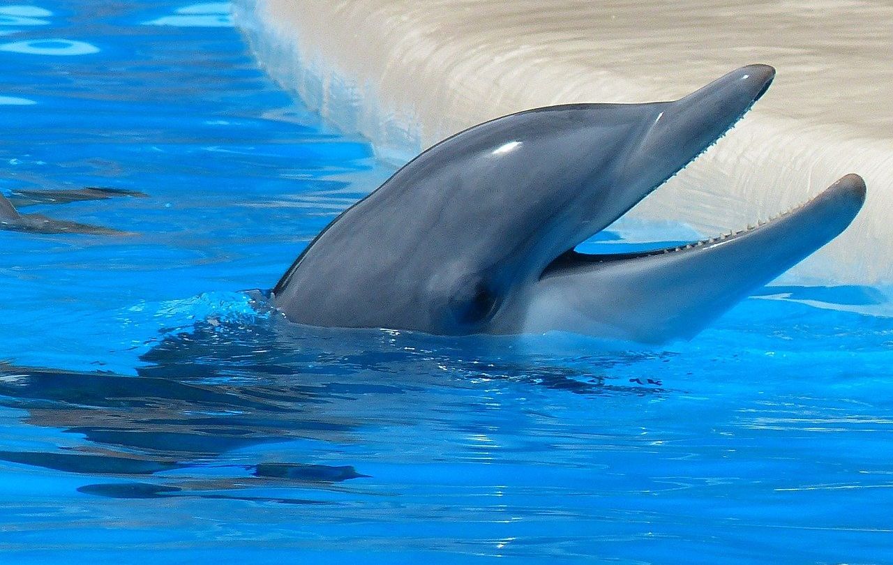 Photo of a bottlenose dolphin for illustration purpose only. Photo: Pixabay