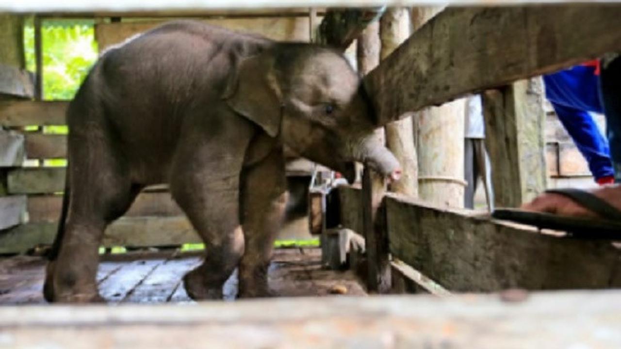 The elephant calf following her tusk amputation. Photo: BKSDA Aceh