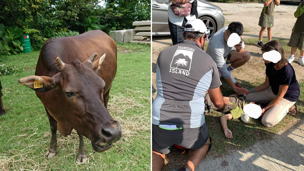 The buffalos rammed into a group of schoolchildren on South Lantau Road in Pui O. Photos: Facebook/Lantau Buffalo Association (left), Facebook/Treasure Island Group (right)
