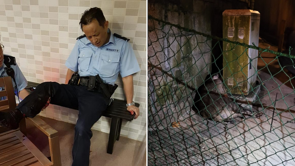 The wild boar charged at the police officer and bit his right leg. Photos: Facebook