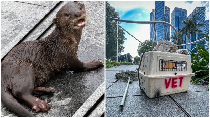 An injured otter pup at Marina Bay, and a vet crate. Photos: Bertram Lee/Facebook, Ottercity/Facebook
