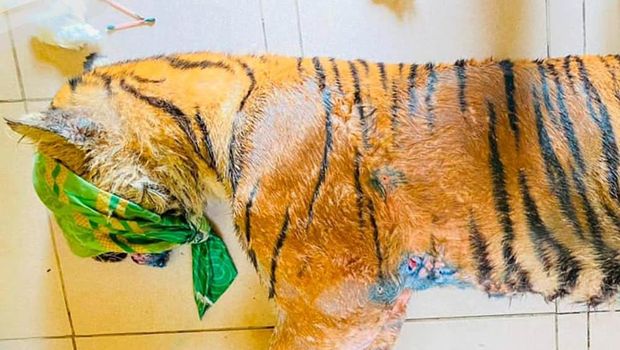 A rescued Sumatran tiger with wounds throughout her body after she was caught in a trap. Photo: North Sumatra Natural Resources Conservation Center