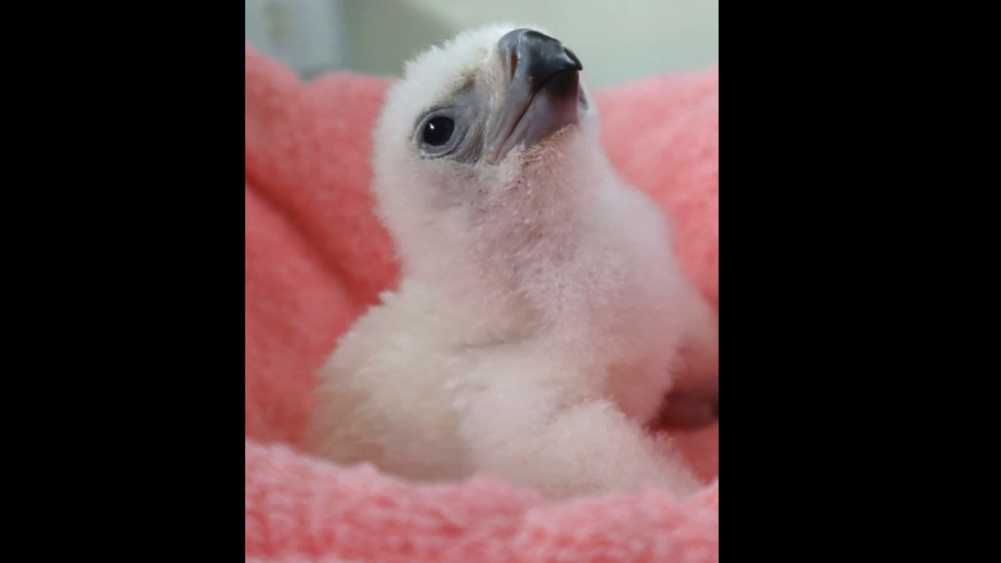 A new baby Philippine eagle just hatched | Coconuts