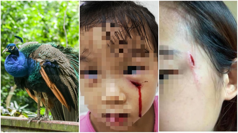 From left to right: a peacock at Singapore’s Jurong Bird Park, the three-year-old attacked on Sunday, and a woman attacked in August 2020. Photos: Rigels, Kris Chan/Facebook
