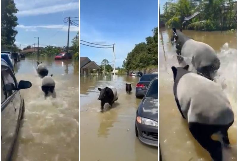 The tapirs in the middle of a flood in Malaysia on Dec. 20, 2021. Photos: Changing_shade/Twitter
