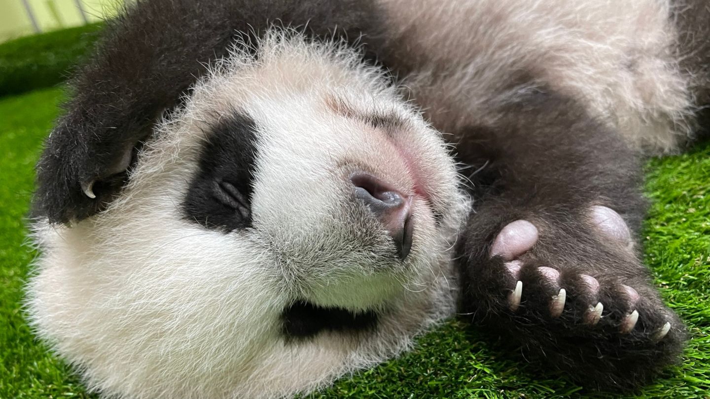 Le Le the 4-and-a-half-month-old panda snoozes in his nursery at River Wonders. Photo: Mandai Wildlife Group/Facebook
