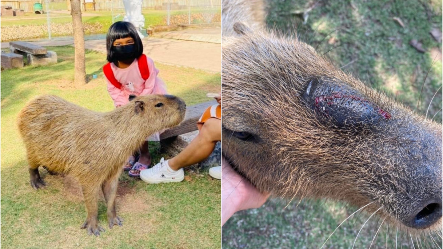 Visitors play with a capybara at the Khonkaen Exotic Pets & The Fountain Show, at left, and a capybara that was hit during the New Year holidays, at right. 
