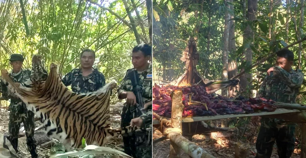 Park rangers recover tiger pelts and meat on a grill in January 2022. Photos: Department of National Parks, Wildlife and Plant Conservation