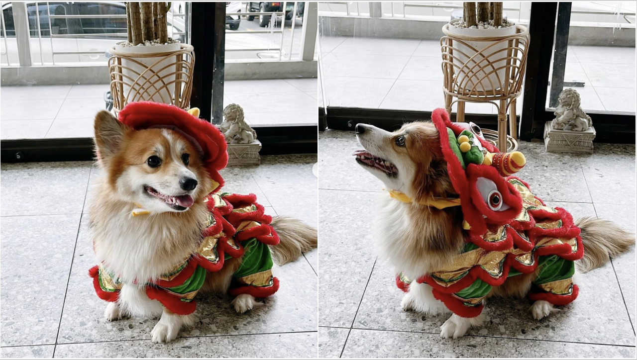 This corgi dressed up as a lion for CNY and we’re in love thumbnail