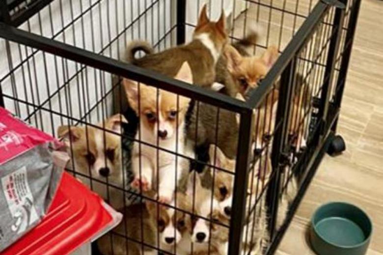 Caged corgi puppies found at the residence. Photo: AVS
