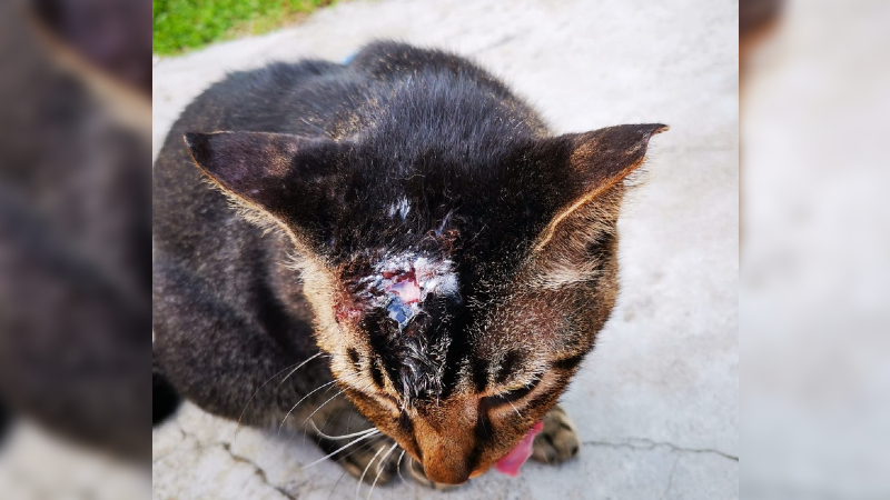 This kitty was found with a deep head wound in Woodlands. Photo: Koh Zhen Yi
