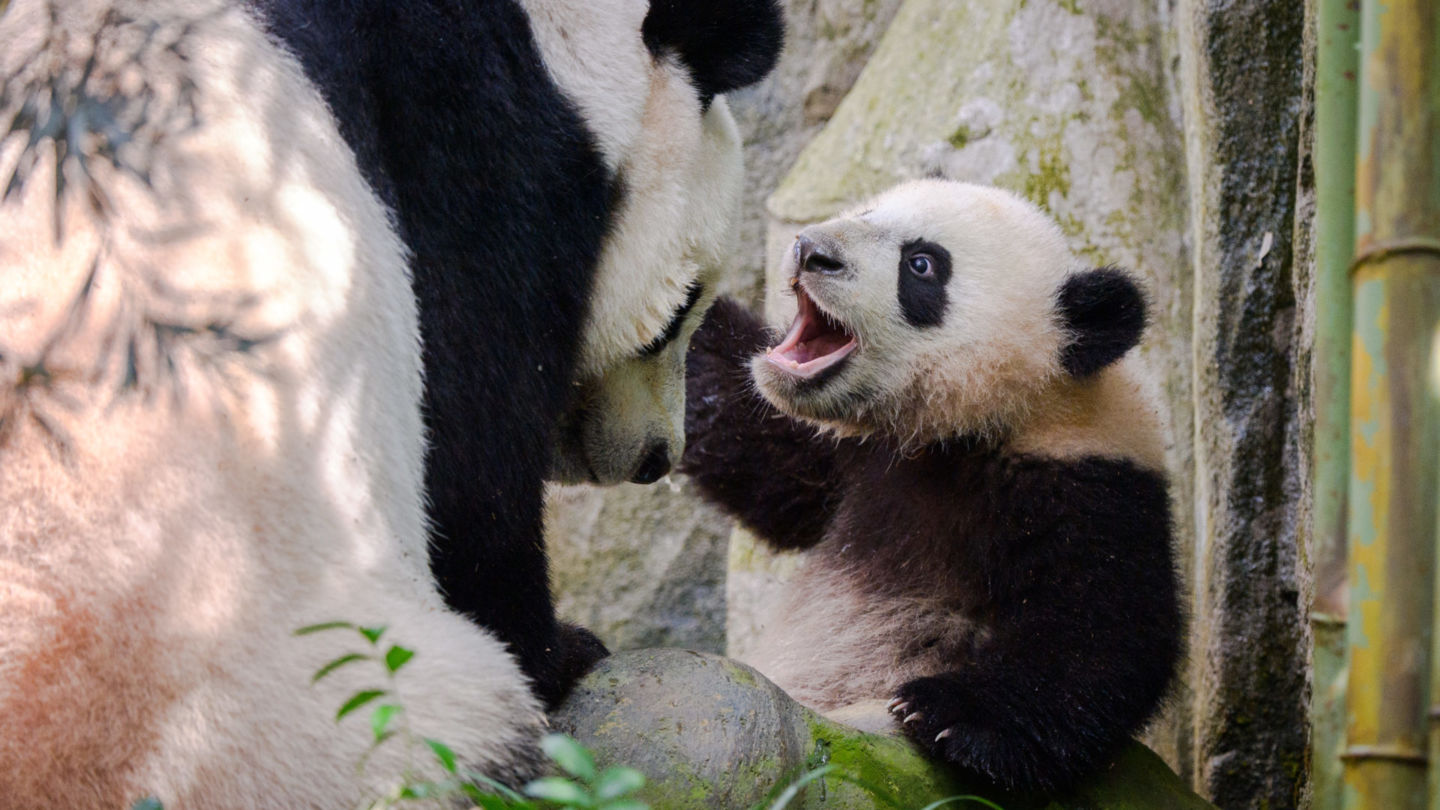 Singapore’s baby panda ‘Le Le’ showing off its chomps. Photo: Mandai Wildlife Group
