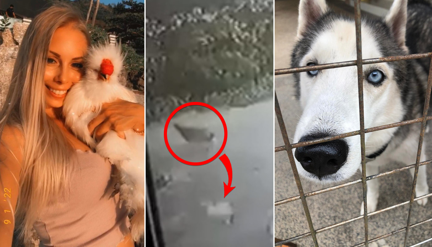 From left: Marion Fernandez of Portugal cradles her Silkie chickie ‘Peep,’ security camera image of Peep’s final moments, and the hungry husky who ate him. Images: Marion Fernandez.