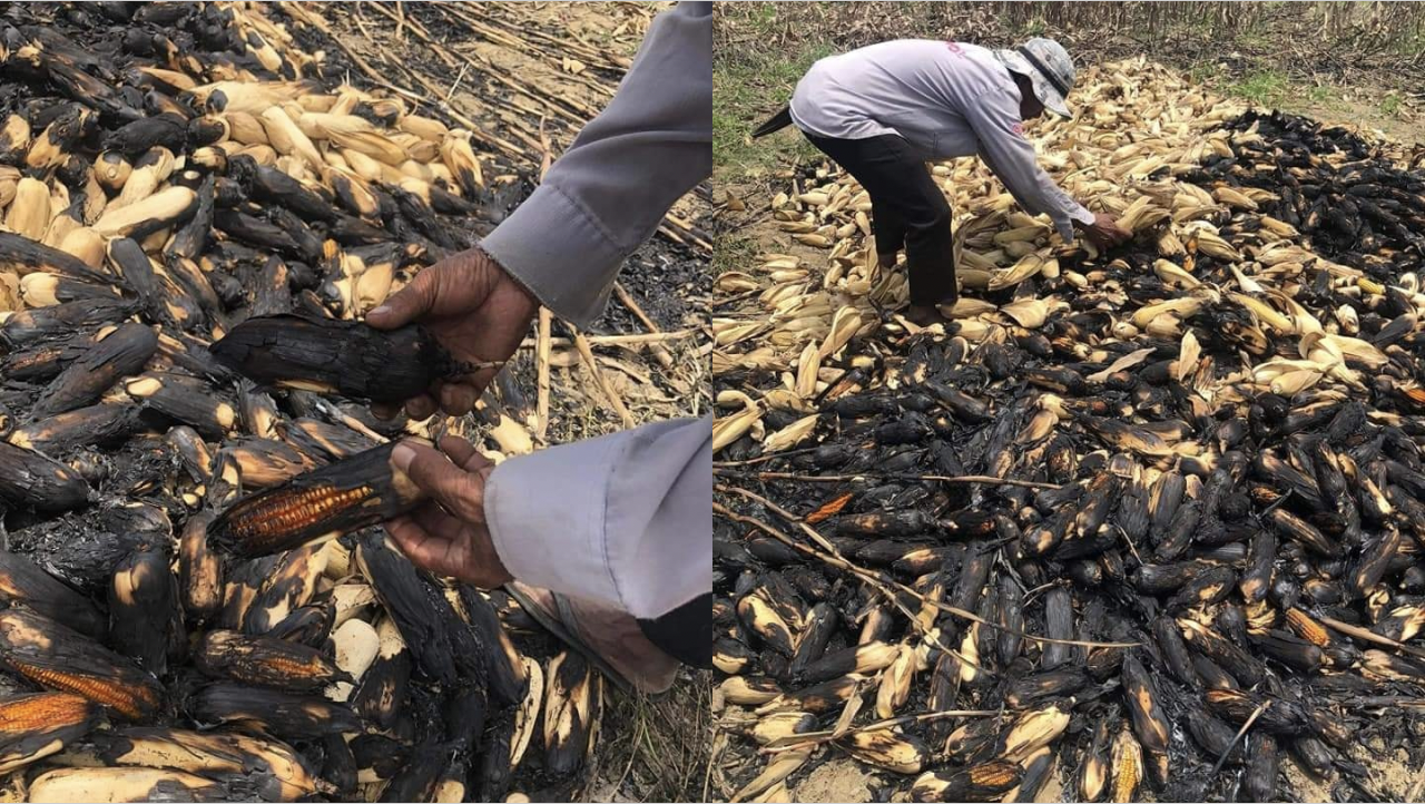 A corn farmer in Isabela lost months of harvest after unknown assailants burned his crops. Images: Philippine Information Agency (Facebook)