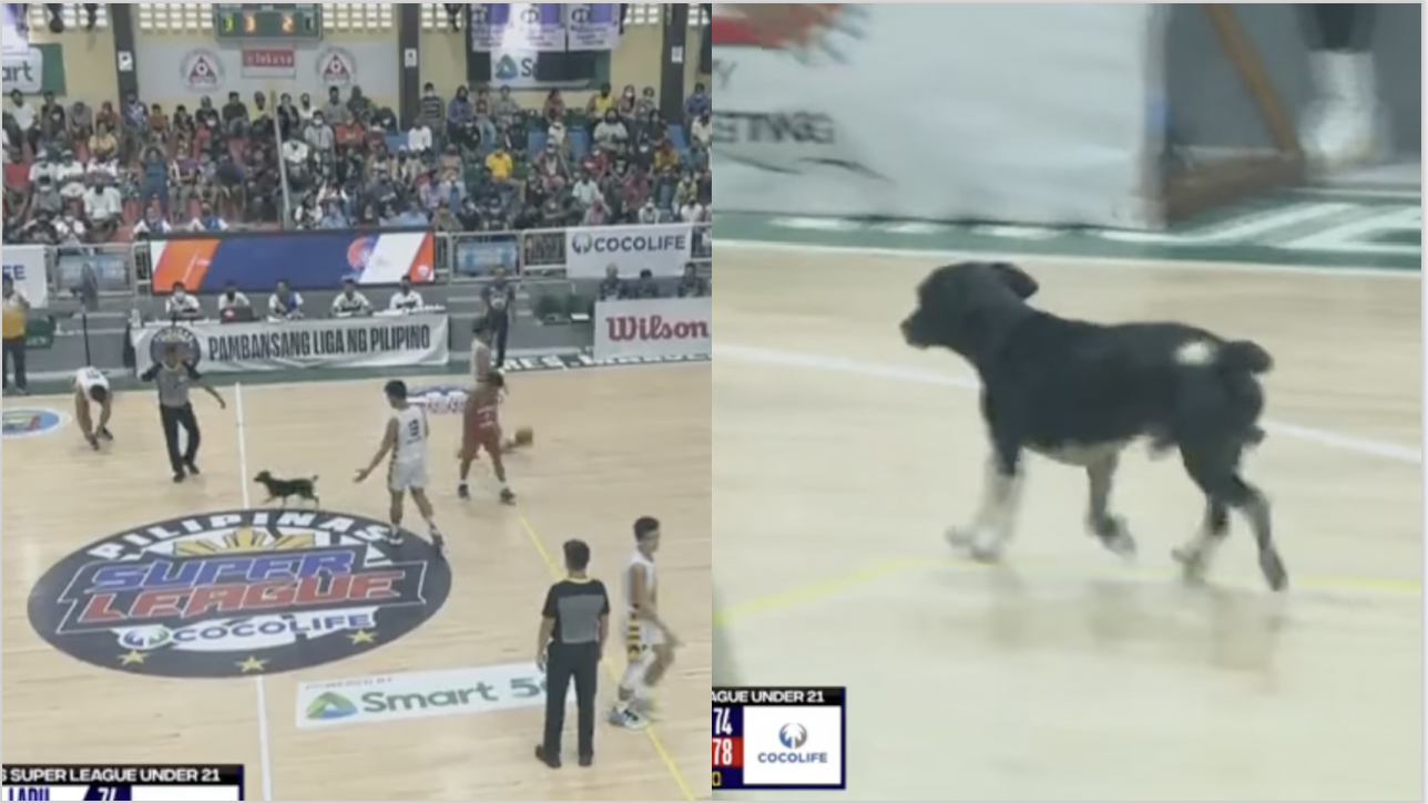 A dog interrupted a Pilipinas Super League game by crossing the court — and he was none the wiser. Image: Sports on Air / Pilipinas Super League