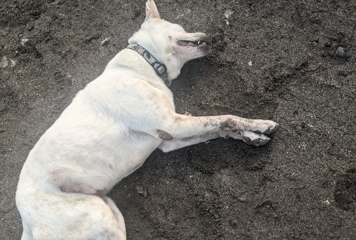 Old Putih, one of the beach dogs in Berawa, Canggu, was found dead on March 22, 2022, in Perancak Beach. The poor canine was poisoned amongst several beach dogs – all of whom were loved and cared for by locals. Photo: Obtained.