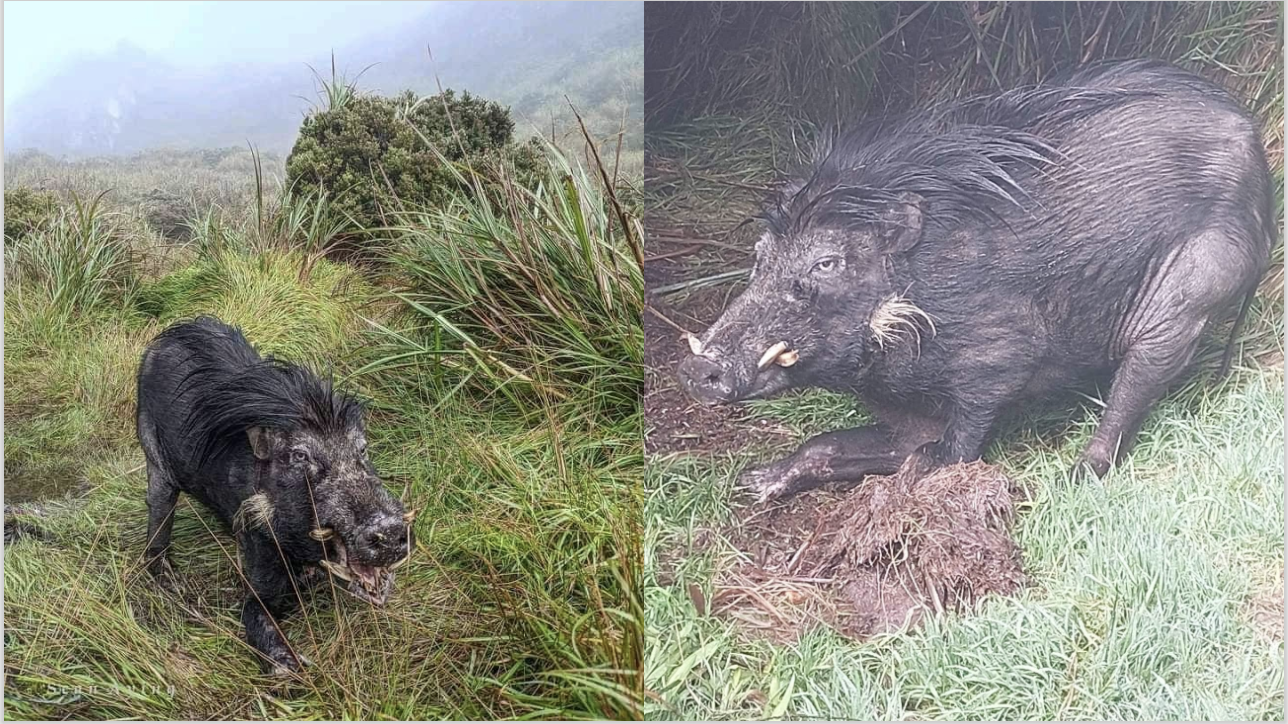 A Philippine warty pig, known locally as baboy-damo, was spotted in Mount Apo. Images: DENR Davao (Facebook)