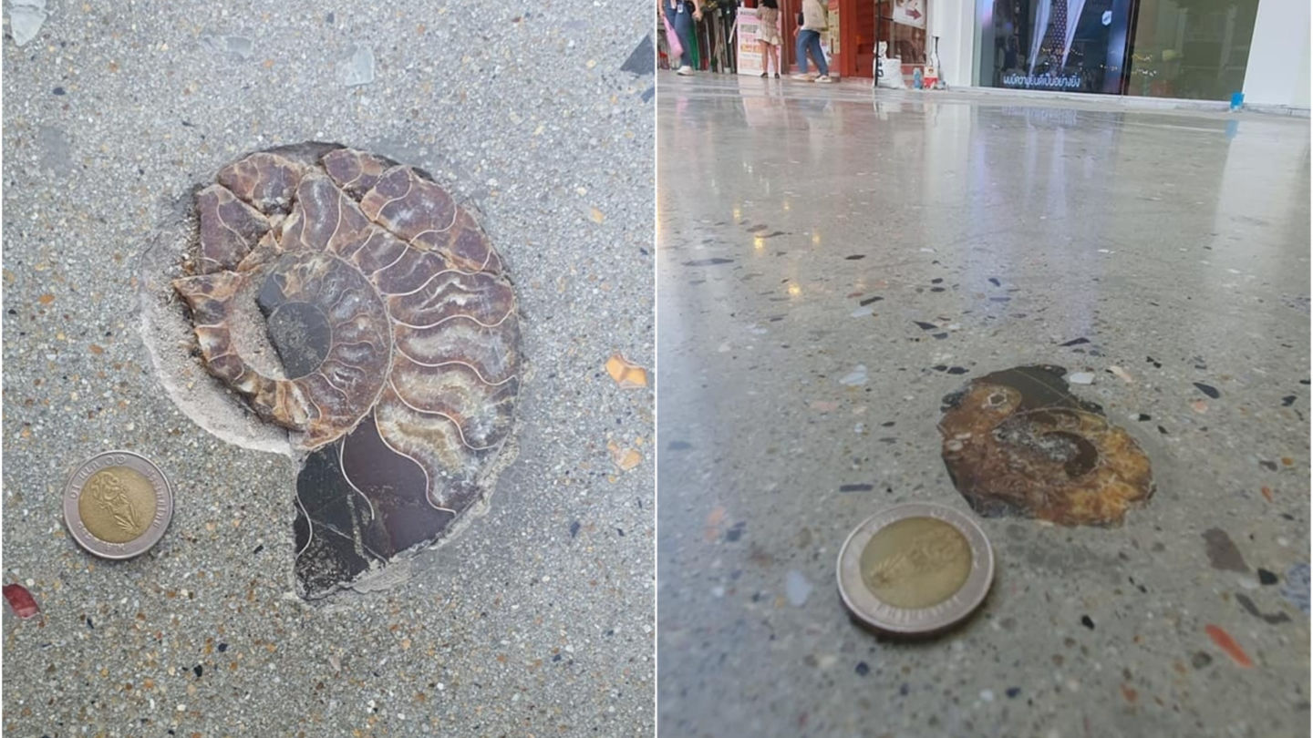 Ammonite fossils found Sunday around Siam Square. Photos: Supatcha Damrongmanee / Courtesy