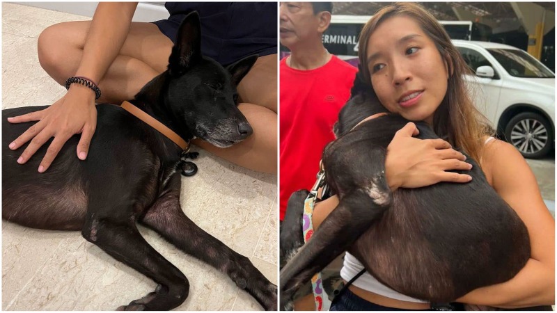 Oreo, a lost 6-year-old Singapore Special back in her owner’s arms after 9 days. Photos: Peixuan Sng/Facebook
