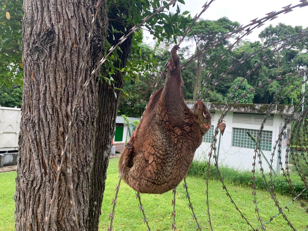A colugo caught in a concertina wire fence in Bukit Timah. Photos: Robin Hicks
