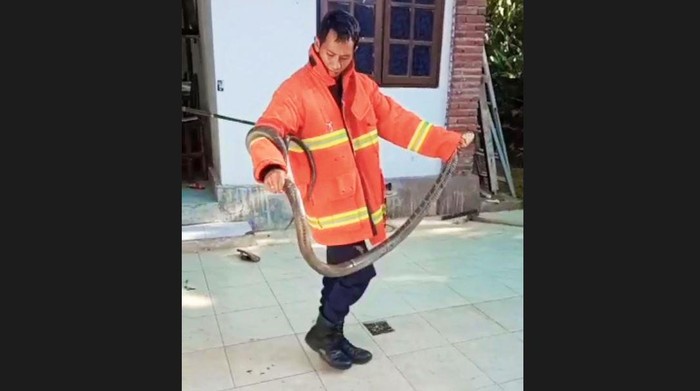 A Jembrana firefighter showed a giant cobra that was captured for entering a house in Mendoyo on May 31, 2022. Photo: Obtained.