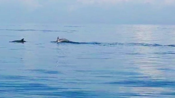Dolphins were spotted off the coast of Jembrana on June 17, 2022. Photo: Obtained.