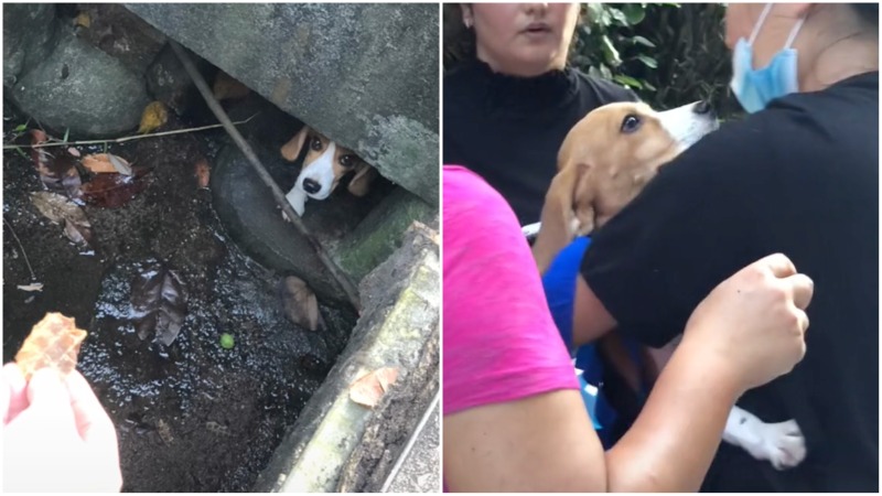 Screengrabs show a beagle stuck in a drain on Sentosa. Photo: Nqbah_que on TikTok
