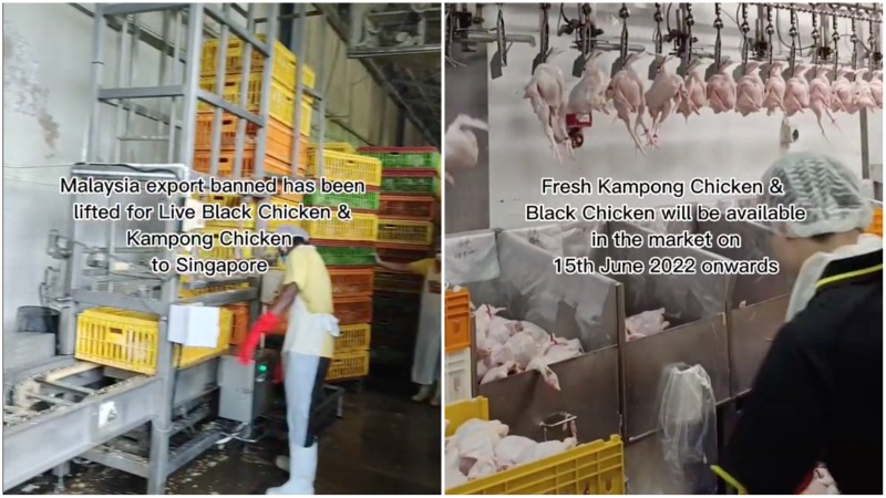 Screengrabs from a TikTok announcing the resupply of fresh chickens. Photos: Kee Song/TikTok
