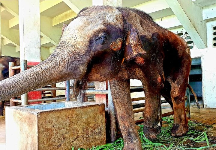 Wounds cover the body of one of four chained elephants photographed Tuesday at the Samutprakarn Crocodile Farm and Zoo. Photo: Chayanan Assawadhammanond / Facebook
