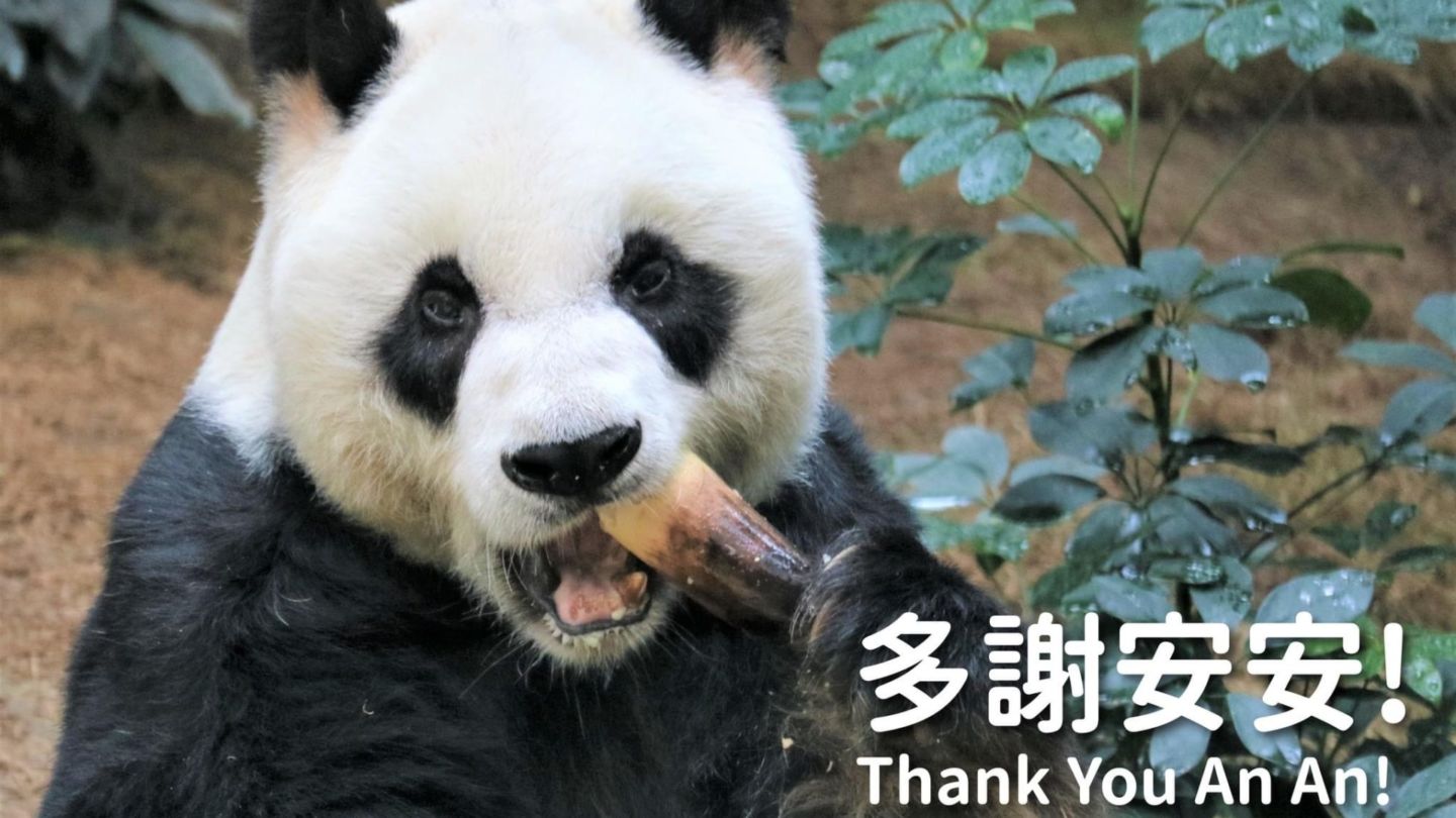 Hong Kong’s giant panda An An died on Thursday at the age of 35. Photo: Facebook/Ocean Park