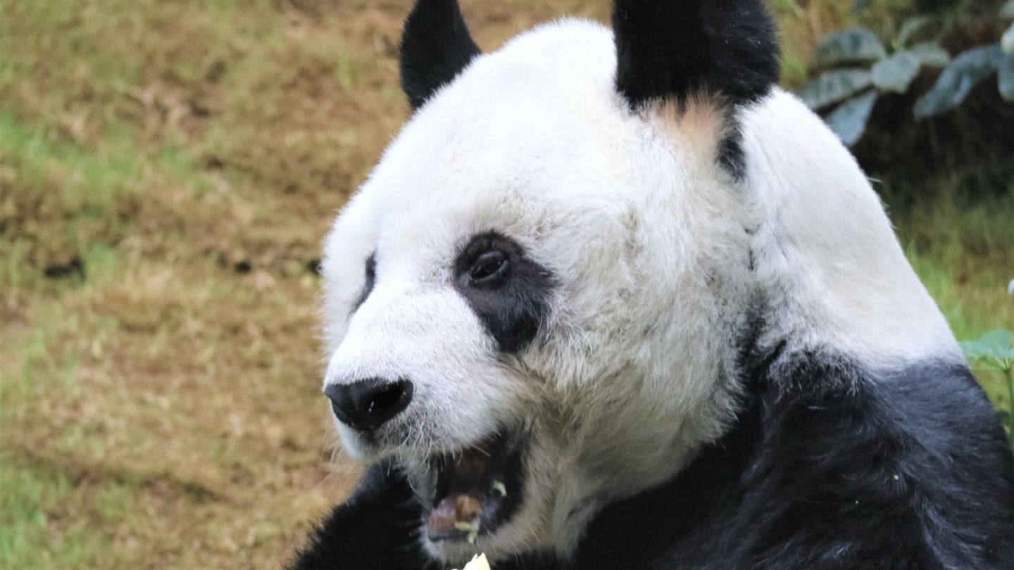 Giant panda An An has been having a poor appetite. Photo: Facebook/Ocean Park