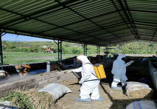 Two officers with the Buleleng Agricultural Agency sprayed disinfectant at a farm in an unnamed location in Buleleng. Photo: The Buleleng Agricultural Agency.