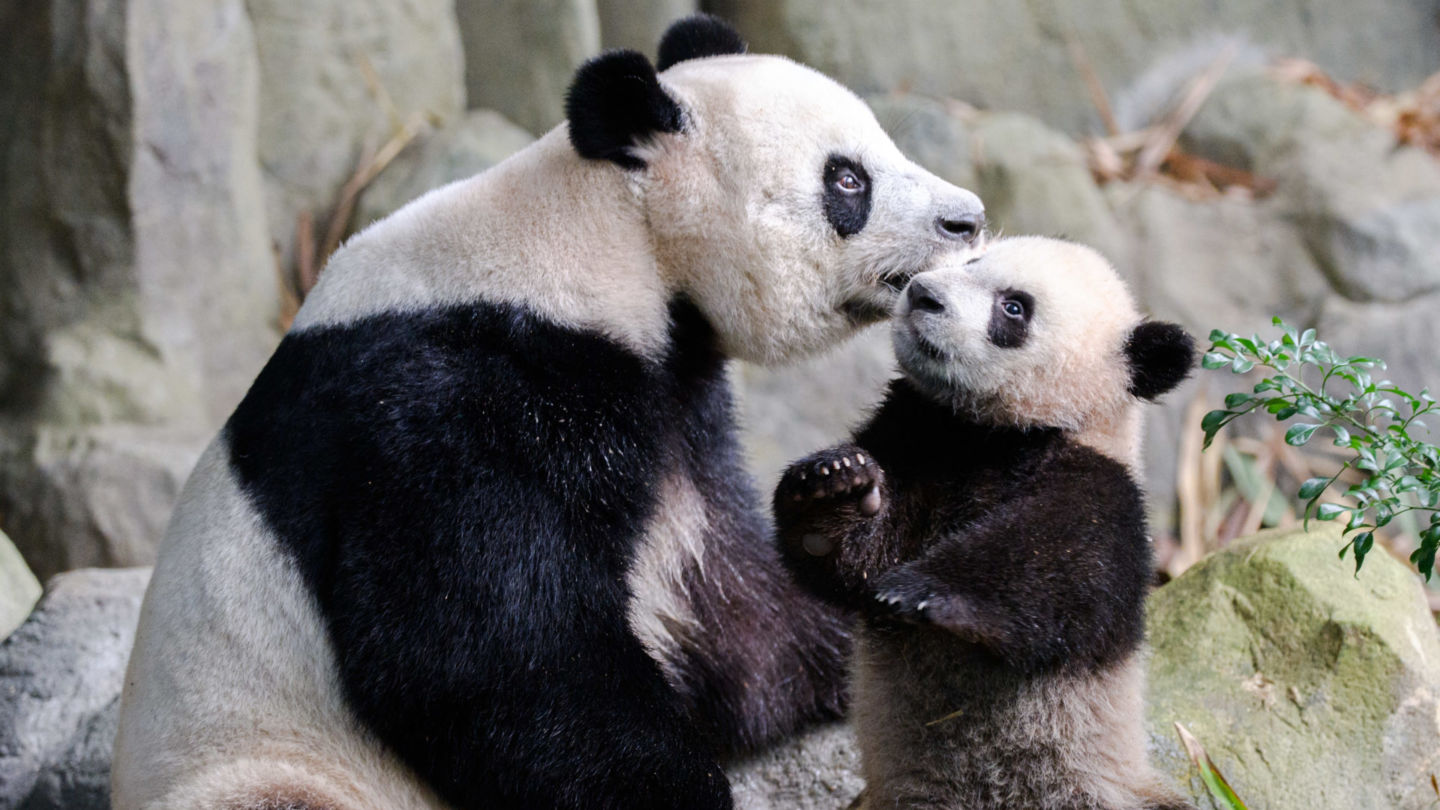 Singapore’s proud mama panda Jia Jia shows affection to her baby boy Le Le. Photo: Mandai Wildlife Group
