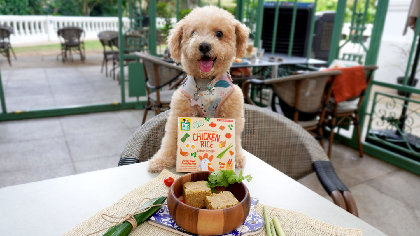 Cute poodle with PetCubes’ Chicken Rice. Photo: PetCubes
