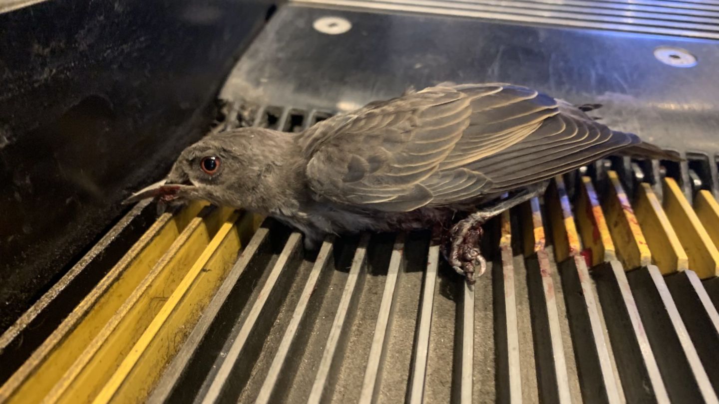 An Asian glossy starling trapped in an escalator along Orchard Road on Sunday. Photo: Robin Hicks
