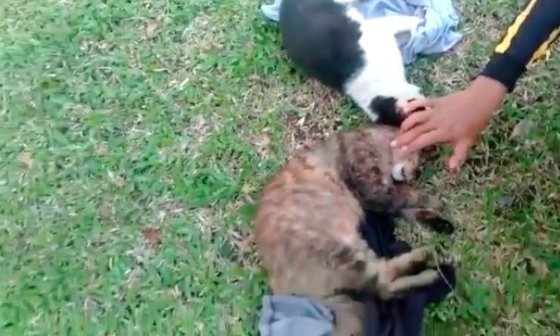 Video screengrab showing a couple of cats allegedly killed by an Indonesian military general using an air rifle.