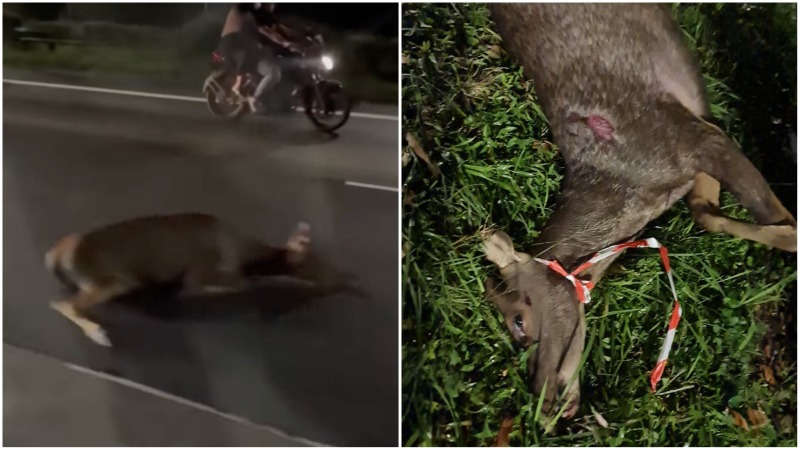 A Sambar deer that was found dead along the Bukit Timah Expressway last night. Photos: Junior Wild/Facebook, SGRV Admin/Facebook
