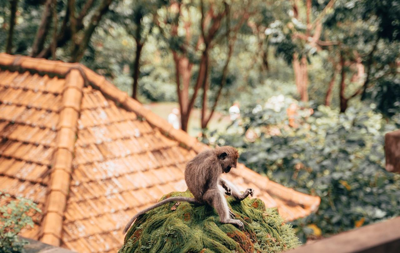 File photo of a long-tailed macaque at Ubud Monkey Forest. Photo: Unsplash/Radoslav Bali.