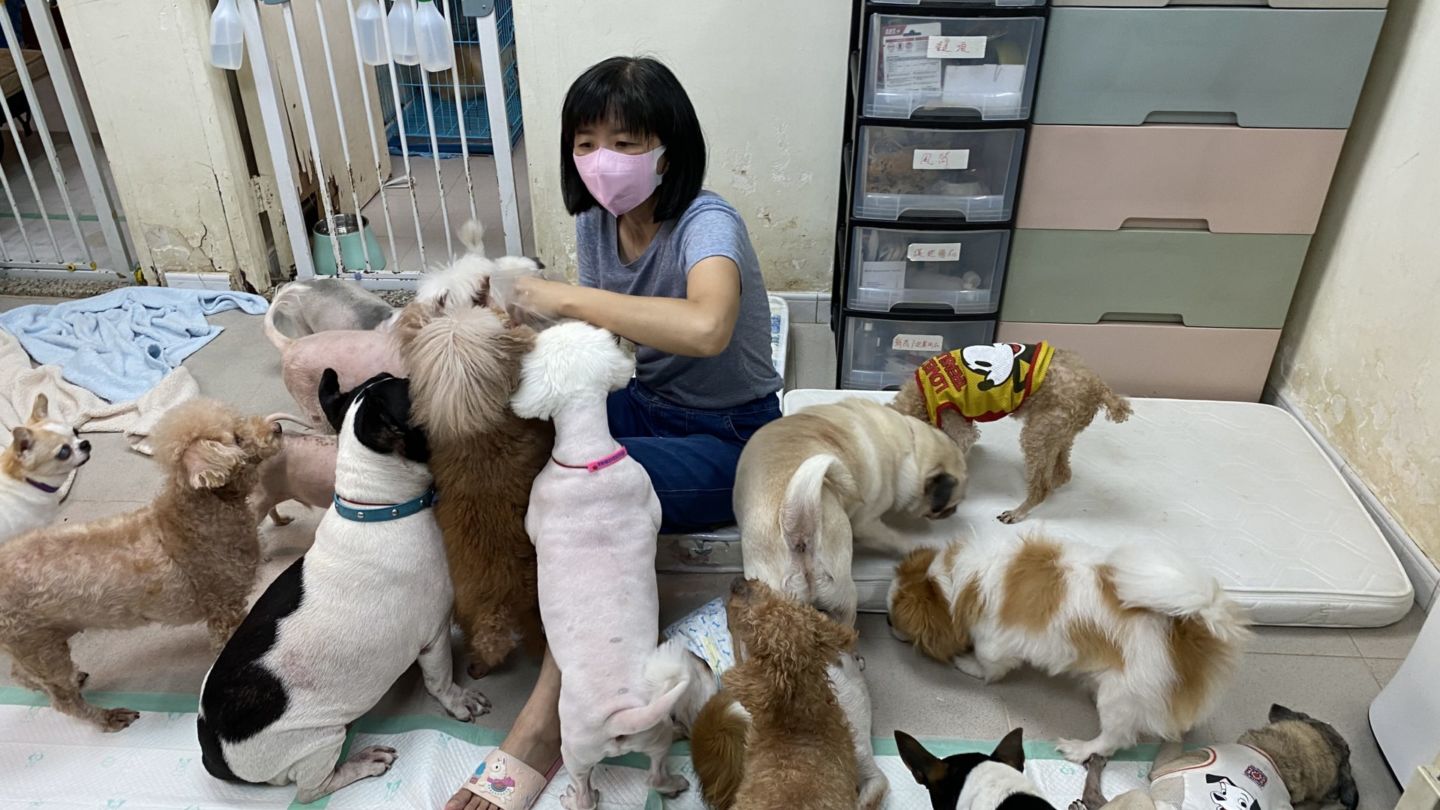 Ivy Tse, the founder of House of Joy and Mercy, says an increasing number of animals have been abandoned as more people leave Hong Kong. Photo: Peace Chiu 