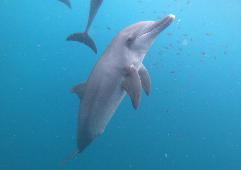 Johnny, on of the rescued dolphins released into the ocean on Sept. 3, 2022, required dental crowns as his teeth were damaged from living in captivity in highly chlorinated water. Photo: Dolphin Project.