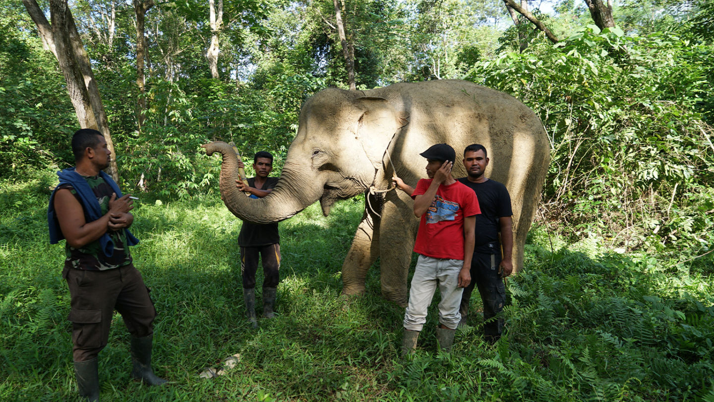 Iwan, in red, and the rest of the Conservation Response Unit team in Cot Girek pose while also trying to control Marni the elephant. Marni is one of the captive elephants kept by the CRU to assist them in handling wild elephants. Image by Fieni Aprilia for Mongabay.