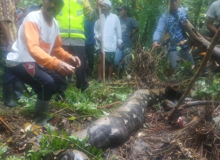An Indonesian woman still inside the belly of a giant python. She was swallowed whole by the 7-meter long snake on Oct. 22, 2022 in Jambi. Photo: Handout