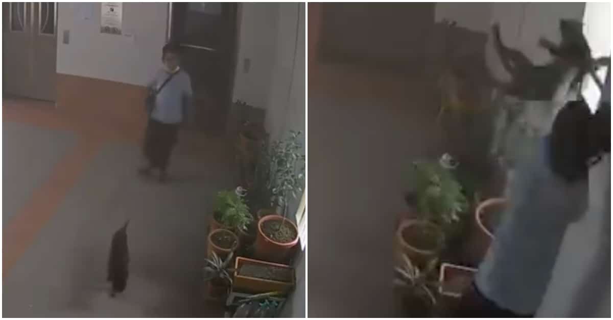 Screengrabs from the surveillance footage of a boy throwing a cat off a ledge on Wednesday at Boon Lay. Photo: Feline/Facebook
