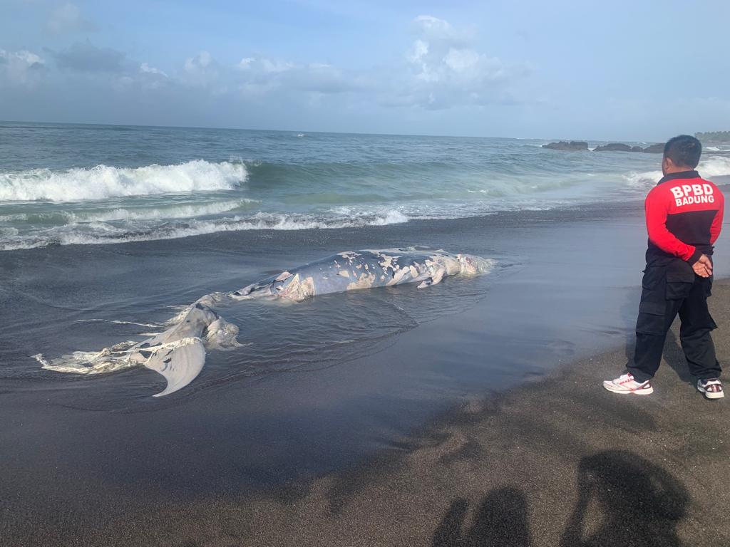 The rotting carcass of a Bryde’s whale was found on Seseh Beach in Badung on Jan. 19, 2023. Photo: Obtained.