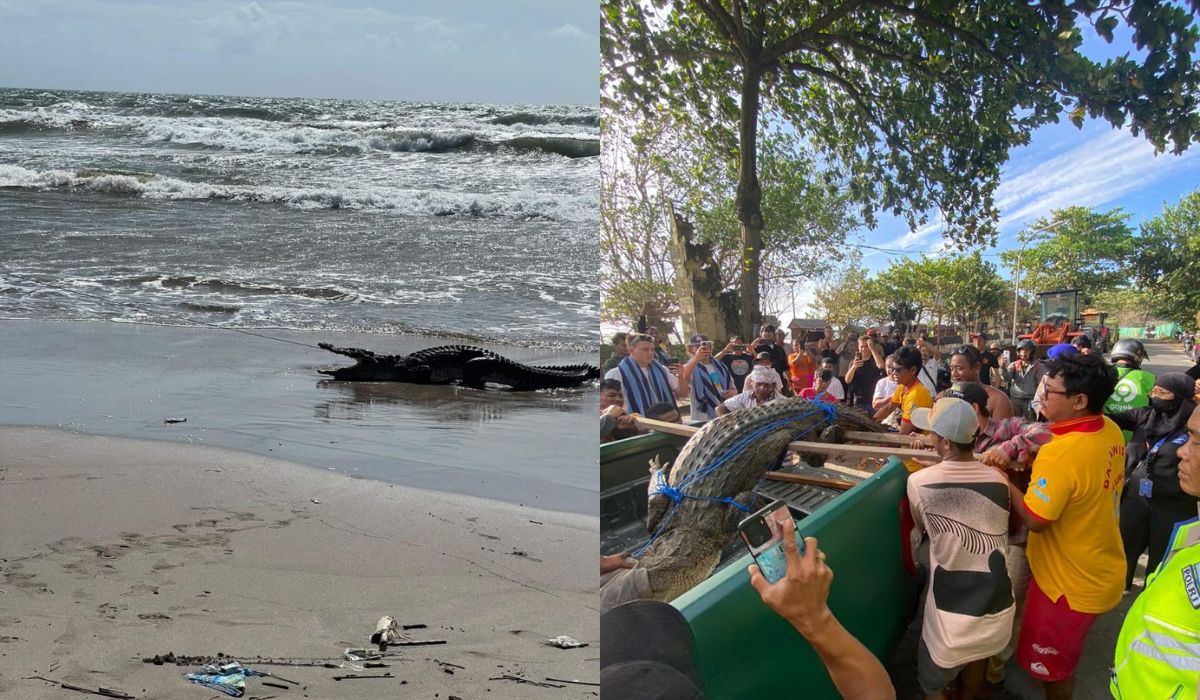 A crocodile was captured on Legian Beach in Bali on Jan. 4, 2023. Photo: Balawista Badung and Fred Gaghauna /IG @phredzz. 
