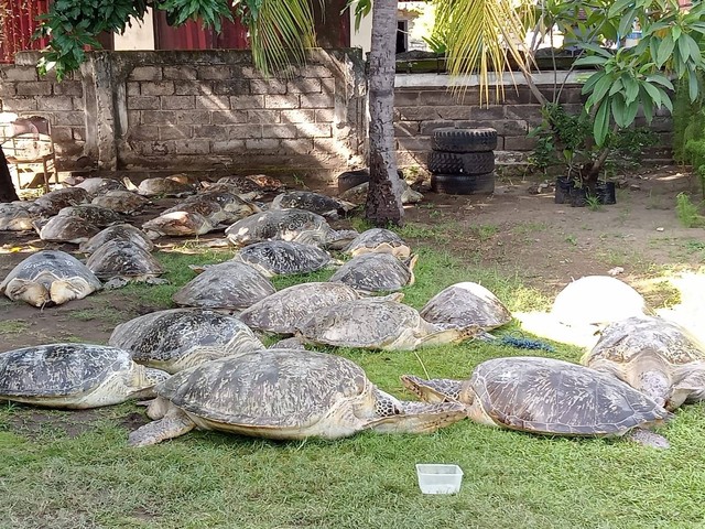 Fourty three endangered green sea turtles that were smuggled into Bali were recovered following a thwarted trafficking attempt on Jan. 12, 2023, in Jembrana. Photo: Obtained.